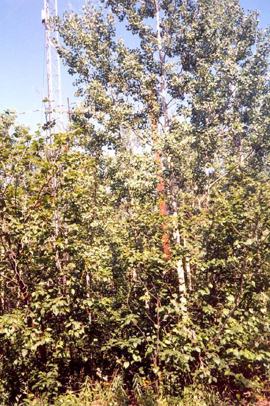 1999 Pictures - 014.jpg